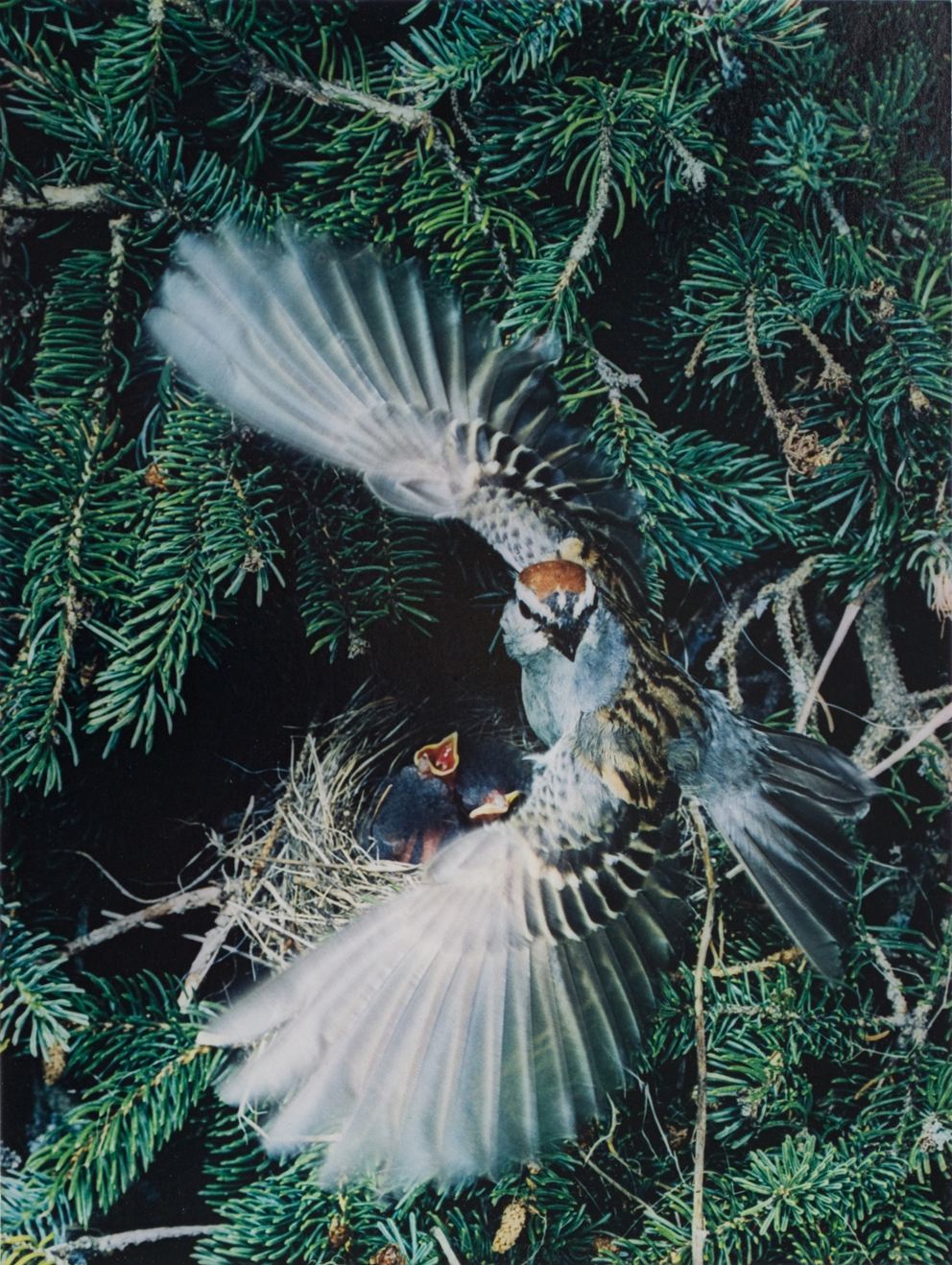 Eliot Porter Chipping Sparrow, Great Spruce Head Island, Maine Dye transfer print from Birds in Flight portfolio, 1979