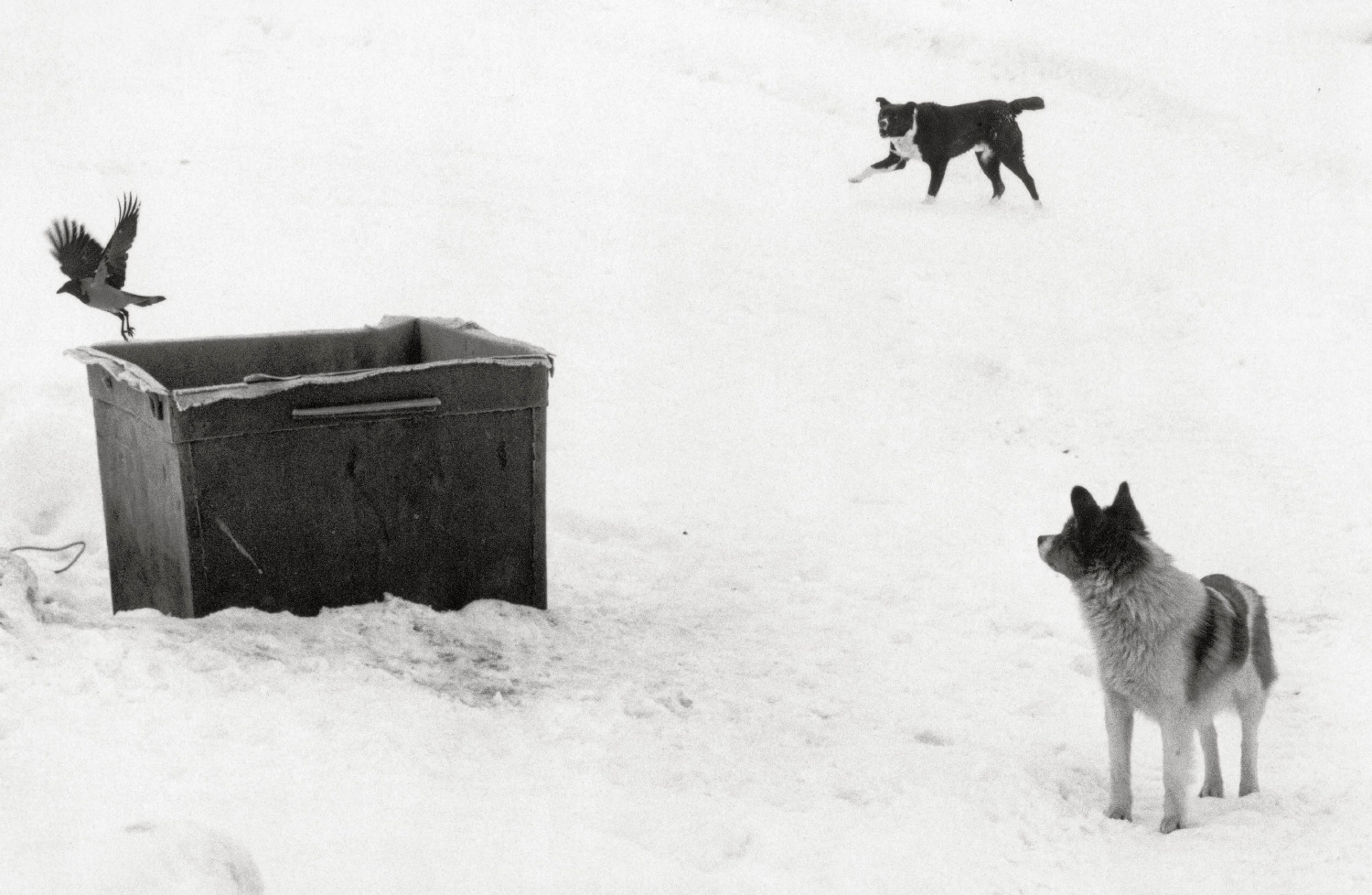 Qui, altrove di Pentti Sammallahti