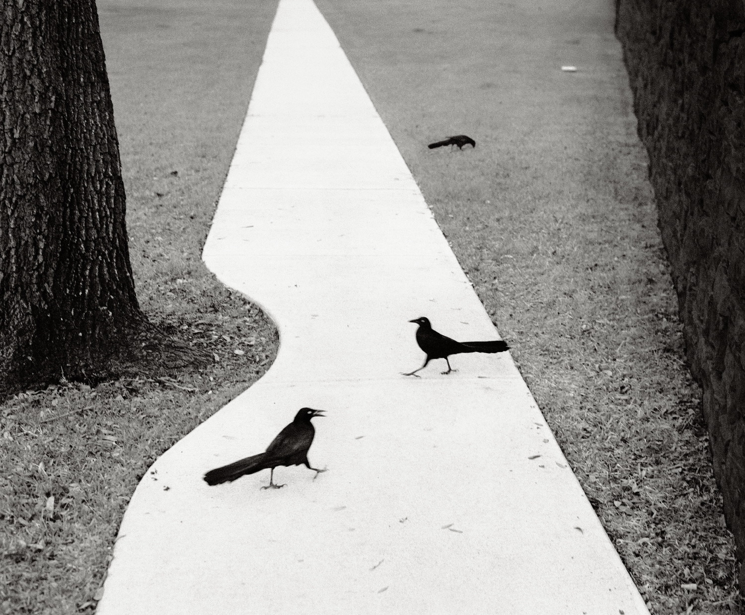 Qui, altrove di Pentti Sammallahti