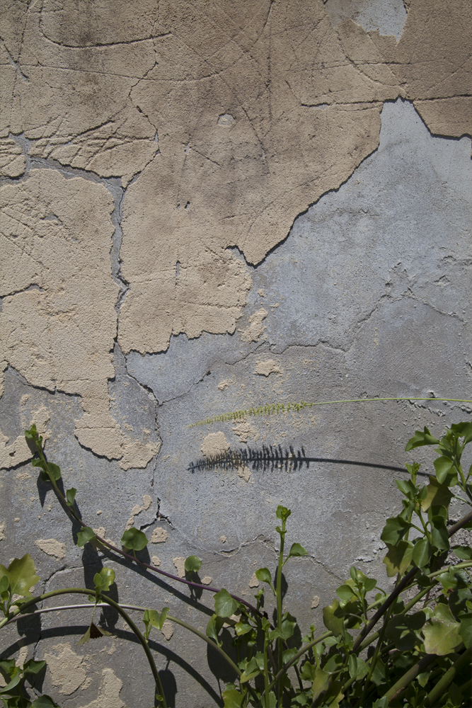 Tim Davis. Quinto Quarto, Commissione Roma 2013