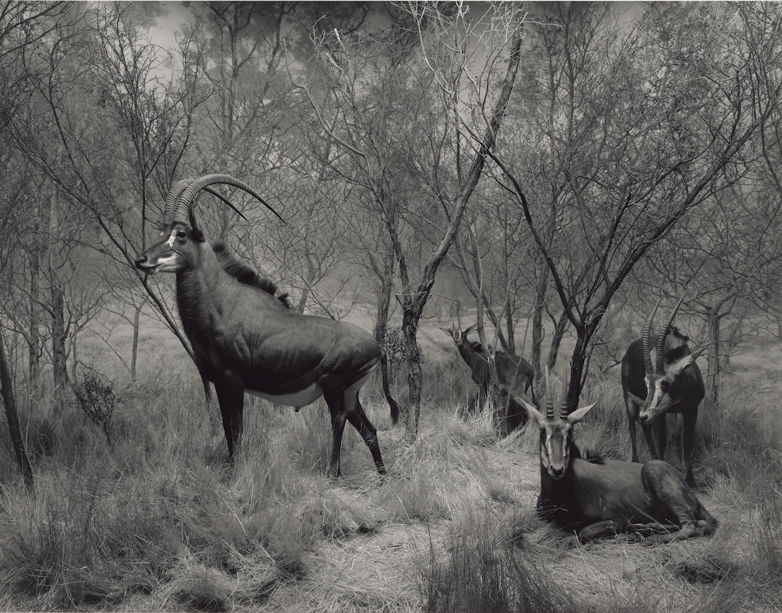 Hiroshi Sugimoto, Sable Antelope, 1994