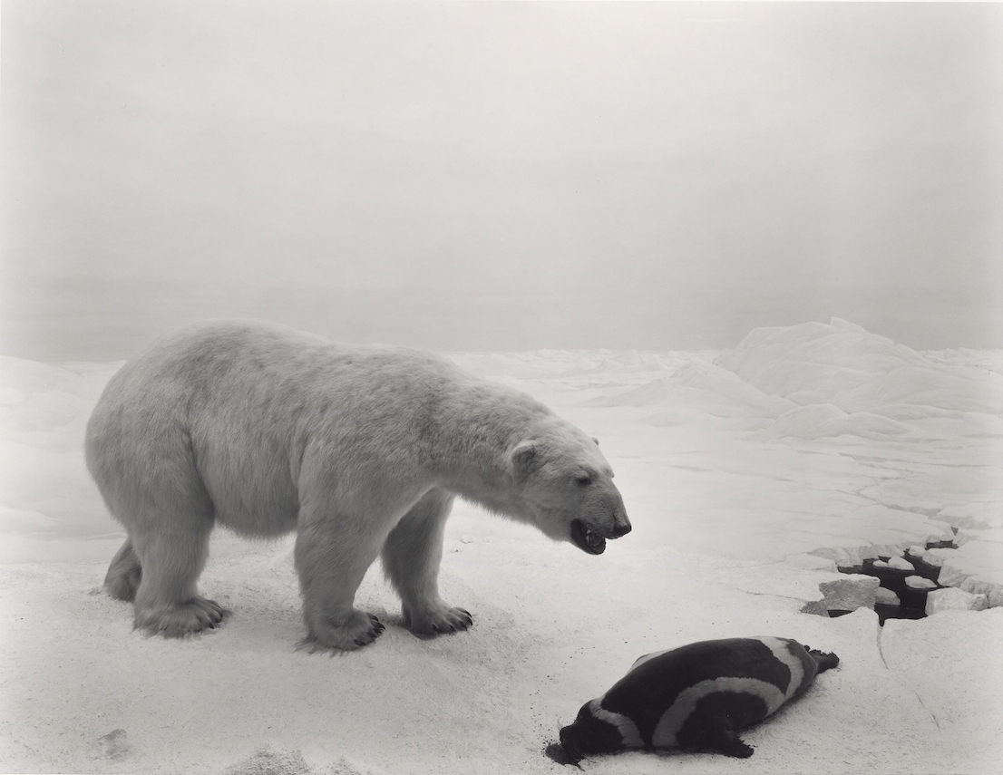 Hiroshi Sugimoto, Polar Bear, 1976.