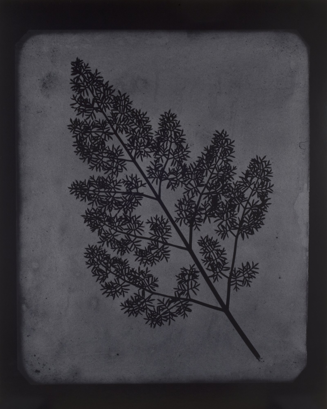 Hiroshi Sugimoto, A Stem of Delicate Leaves of an Umbrellifer, circa 1843–1846, 2009