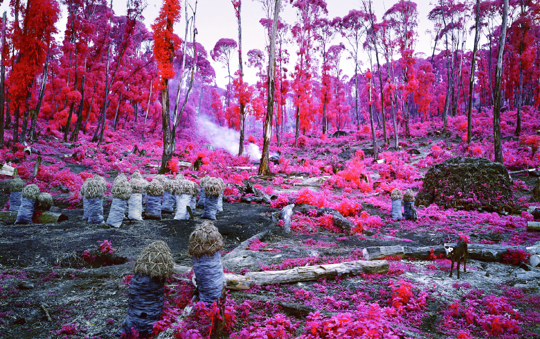 Richard Mosse, Hunches in Bunches, 2011. Courtesy Collezione privata. © Richard Mosse, Courtesy dellíartista e Jack Shainman Gallery, New York.