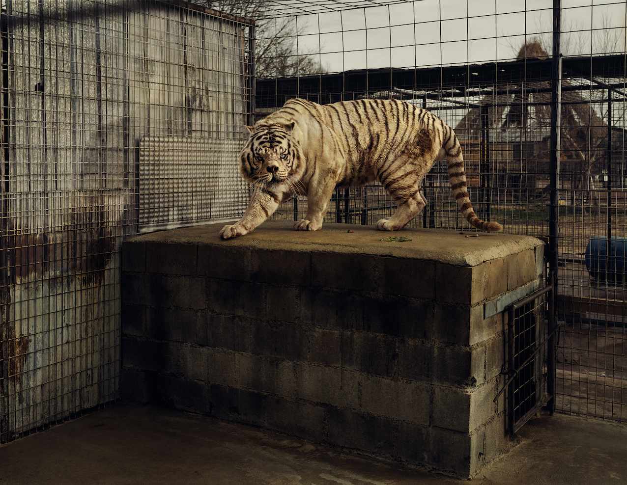 Taryn Simon, An American Index of the Hidden and Unfamiliar, 2007. Courtesy: Taryn Simon. White Tiger (Kenny), Selective Inbreeding Turpentine Creek Wildlife Refuge and Foundation Eureka Springs, Arkansas.