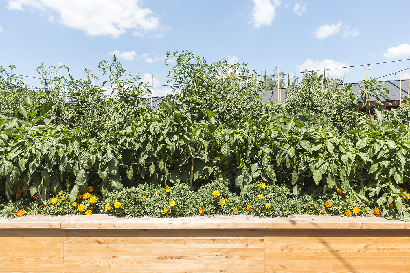 Expo Milano 2015. Slow Food.