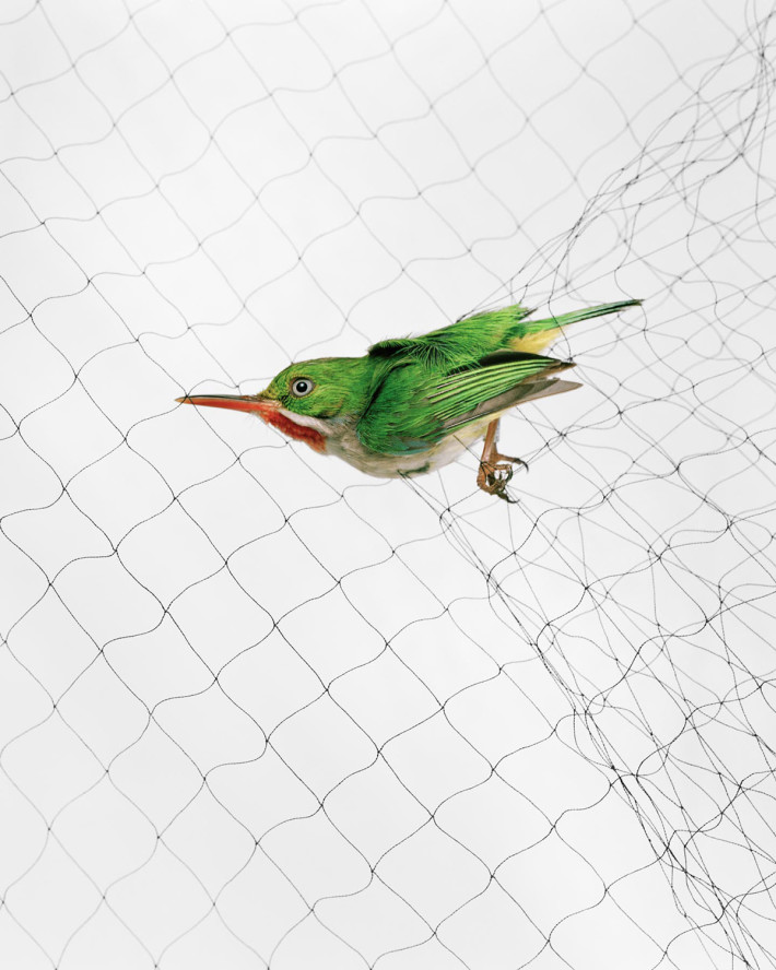 Ornithological Photographs