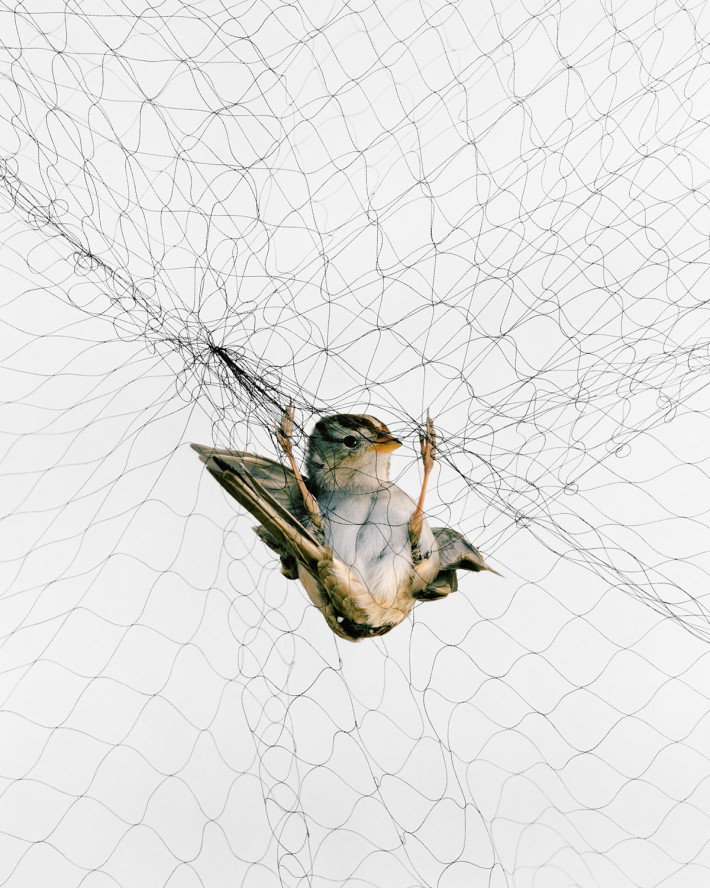 Ornithological Photographs