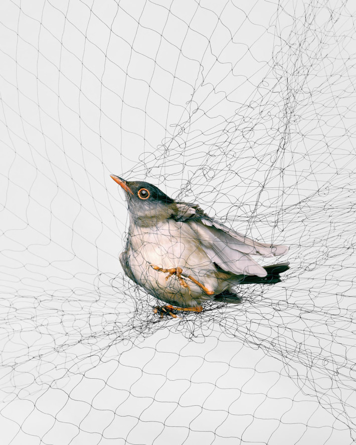Ornithological Photographs