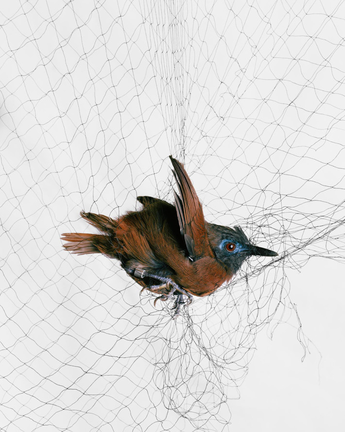 Ornithological Photographs
