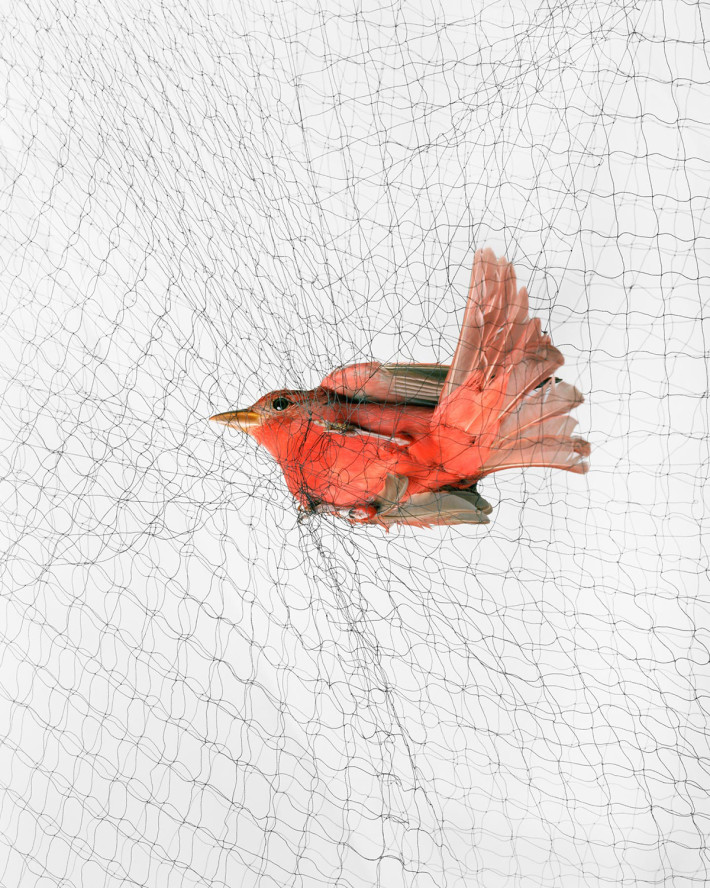 Ornithological Photographs