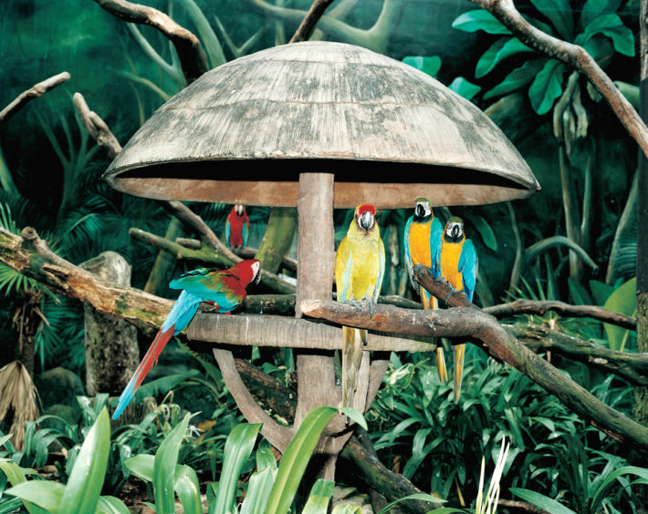 Jurong Bird Park, Singapore, 1999. © Armin Link.