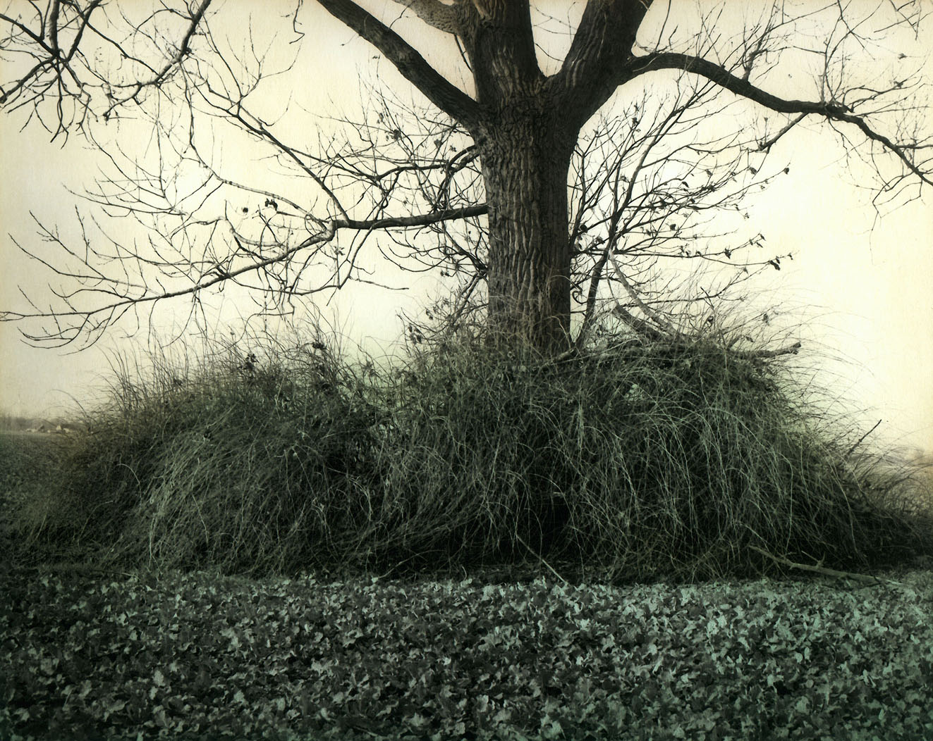Ingar Krauss