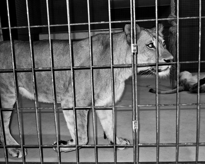 Jacopo Benassi Zoo Berlino