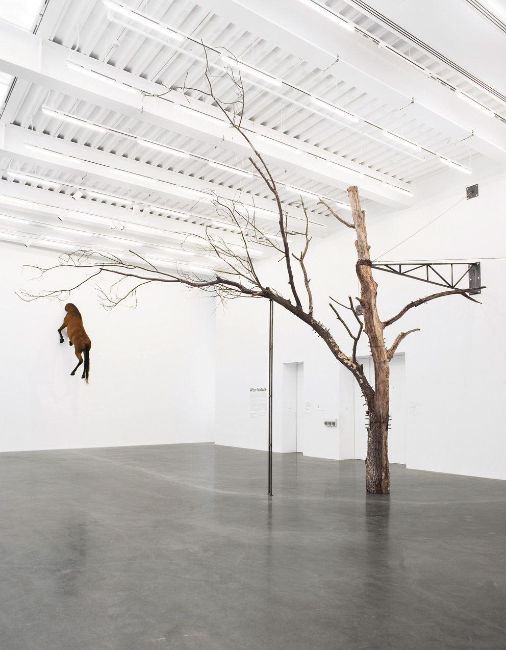 After Nature, 2008. New Museum, New York. Photo: Benoit Pailley