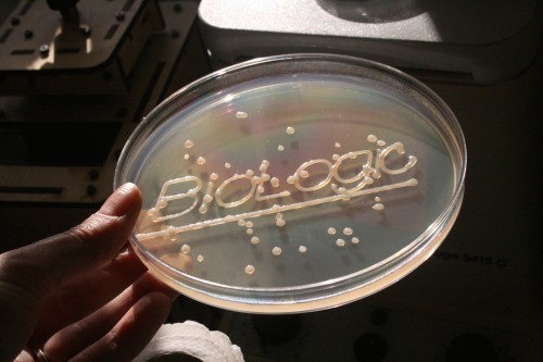 Maurizio Montalti, Bio-Logic.