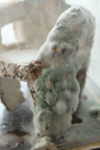 Maurizio Montalti, Continuous Bodies, The Ephemeral Icon.