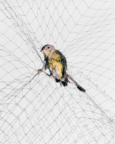 Ornithological Photographs