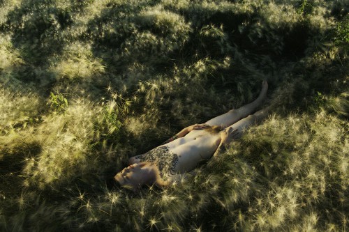 Ryan McGinley, Shane (Foxtail Barley), 2014.