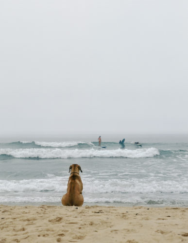 Beach Dog, Montauk, N.Y., 2002. © Michael Dweck.