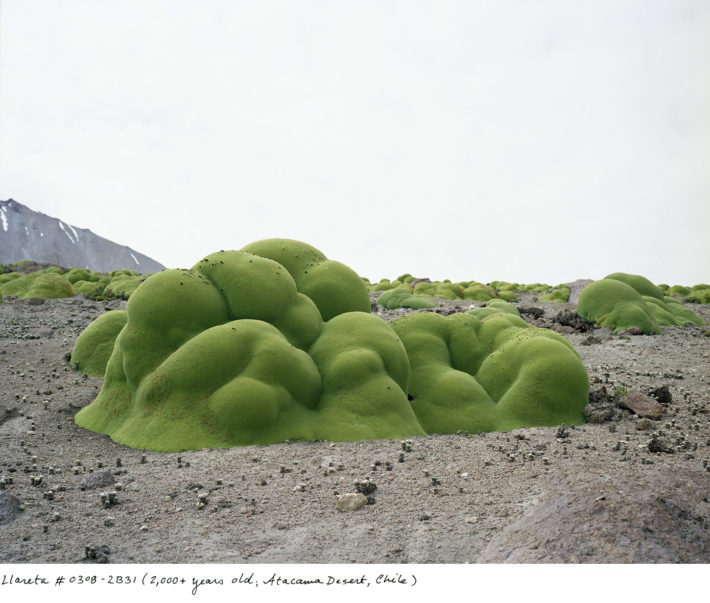 Rachel Sussman, Llareta #0308-2B31 (2000+ years old; Atacama Desert, Chile), 2008. Dal libro di Sussman The Oldest Living Things in the World, University of Chicago Press, 2014. Courtesy Rachel Sussman.